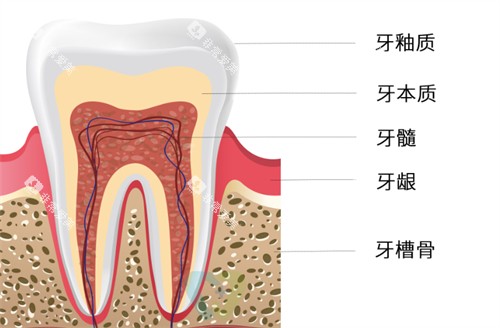 牙齿构成有哪些