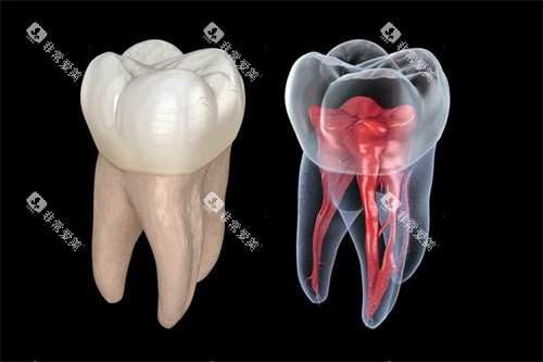 牙齿和牙齿内部结构图