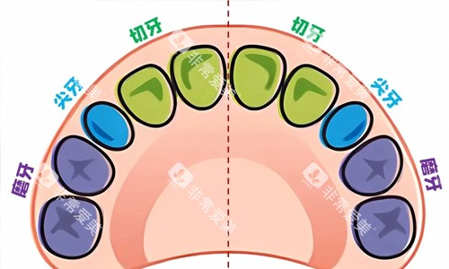 宝宝牙齿分布图