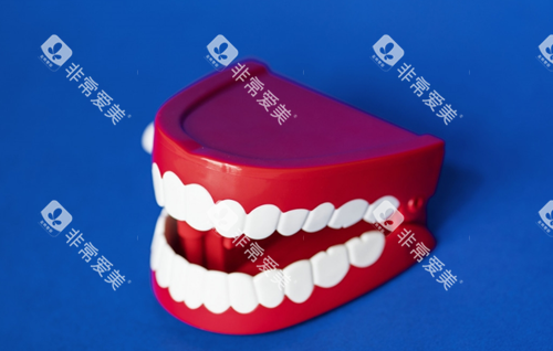 牙齿模型 牙齿模型