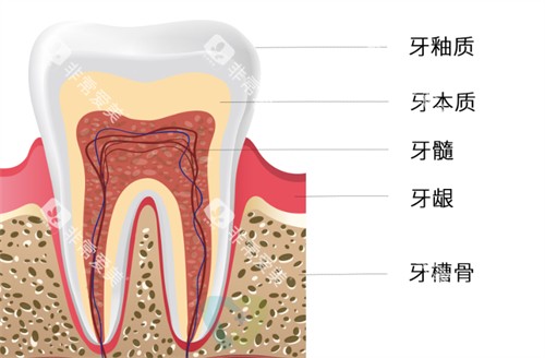 牙齿构成有哪些