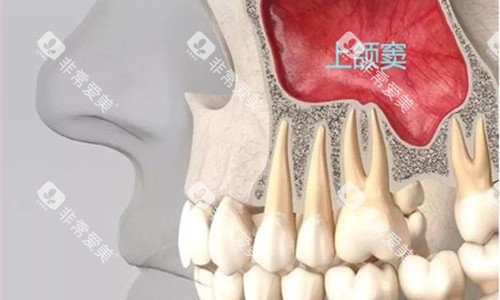 牙齿内部展示图