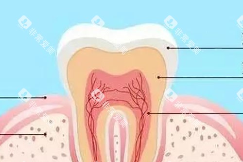 牙齿结构示意图