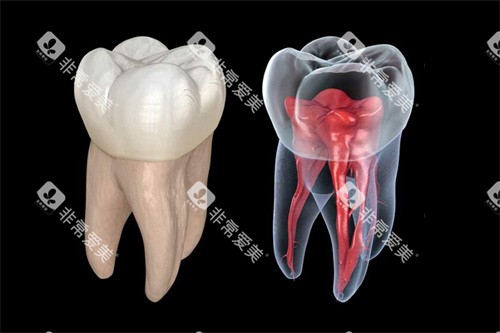 牙齿和牙齿内部结构图