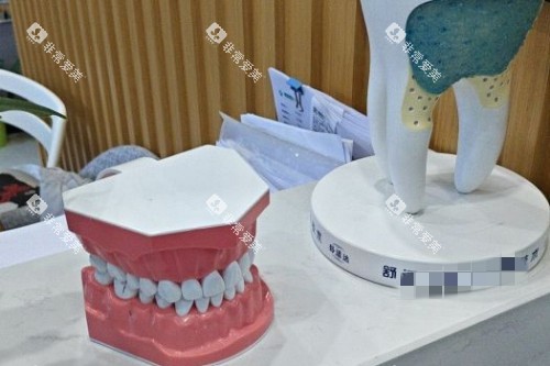 杭州诚适口腔牙齿模型