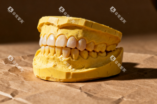 牙齿模型图一览