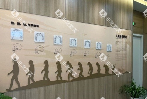 衢州可恩口腔人类进化展示图