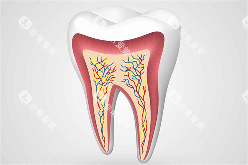 牙釉质牙齿结构图 牙釉质牙齿结构图