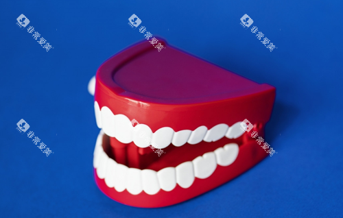 牙齿模型 牙齿模型