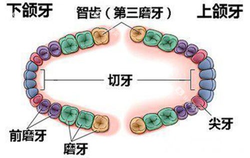 智齿生长位置示意图
