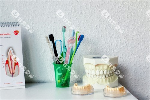 牙齿模型宣传展示 牙齿模型宣传展示