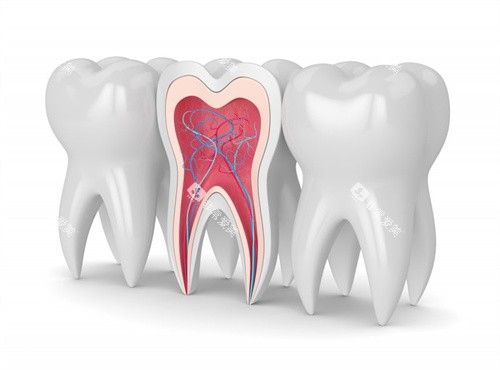 牙齿结构图牙釉质在外层