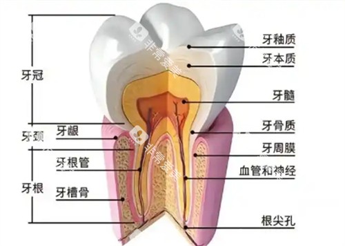 牙齿横切面展示