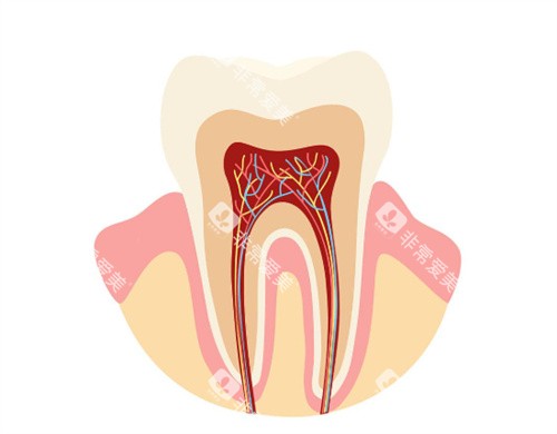 牙齿解剖图 牙齿解剖图
