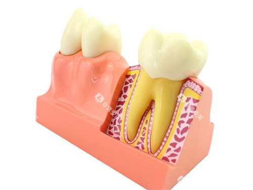 牙齿解剖模型 牙齿解剖模型