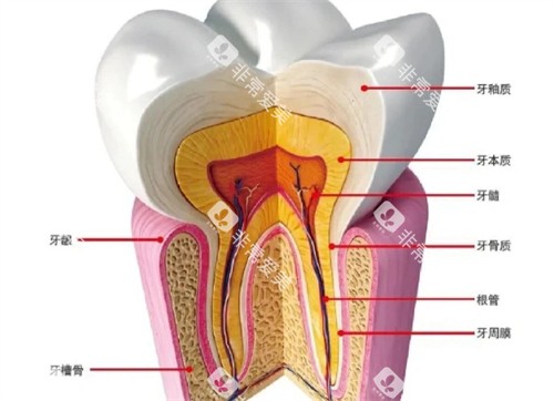 牙齿疼是什么造成的