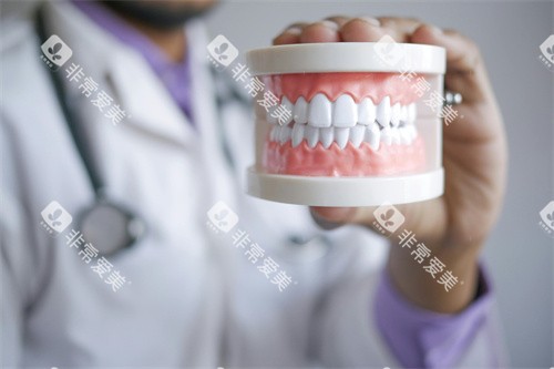 洁白整齐的牙齿模型