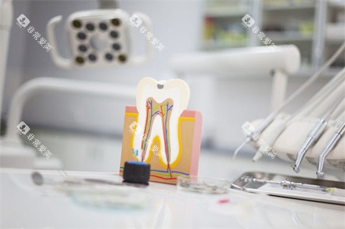 牙齿截面模型 牙齿截面模型