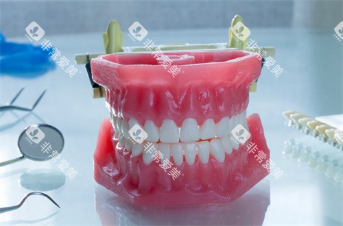 牙齿模型图片展示图片