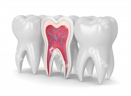 牙齿结构图牙釉质在外层 牙齿结构图牙釉质在外层