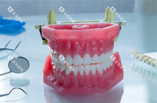 牙齿模型图片展示图片