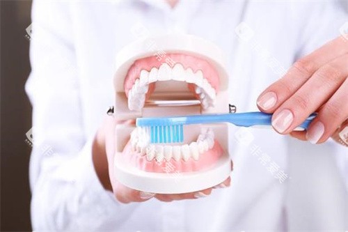 牙齿模型放大图