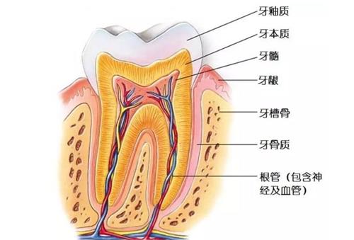 牙神经的示意图