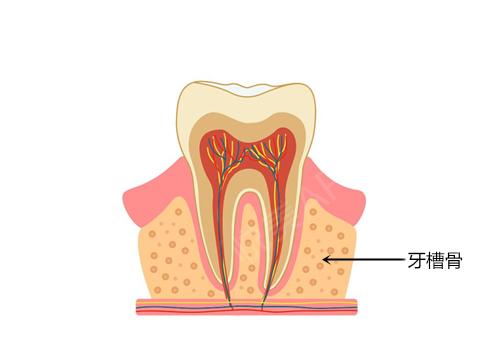 牙槽骨示意图