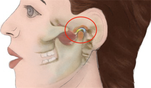 颞下颌关节位置图示