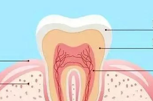牙齿结构示意图