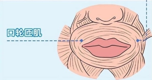 唇肌训练口轮匝肌示意图