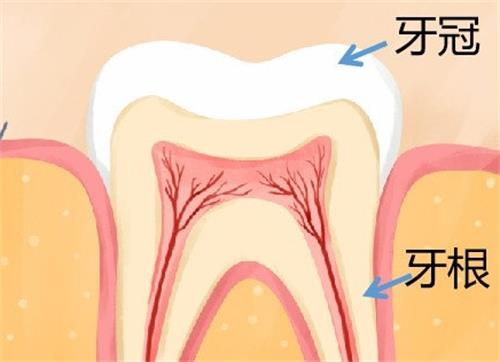 牙根的动漫图