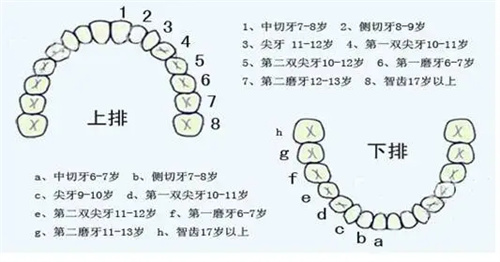 上下排牙齿位置示意图