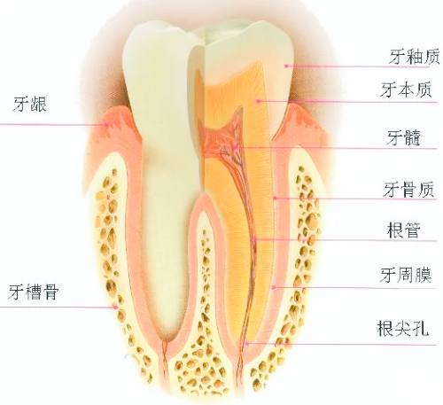 牙齿横切面卡通图