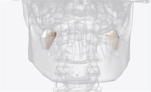 六龄齿位置 六龄齿位置