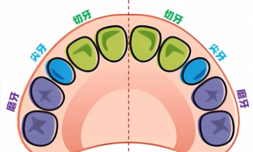 宝宝牙齿分布图