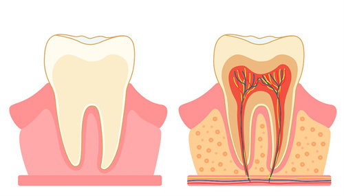牙齿构造 牙齿构造