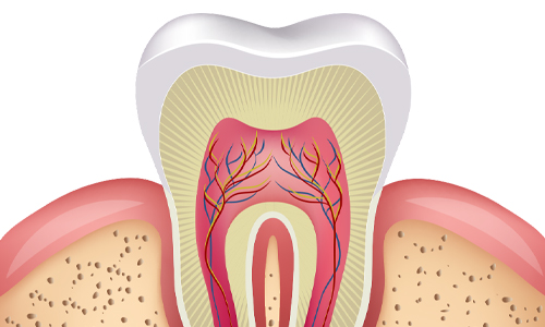 牙齿横剖面展示 牙齿横剖面展示