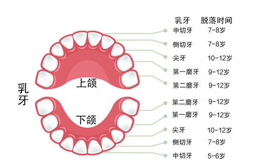 乳牙脱落时间表