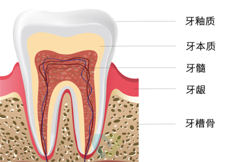 牙齿构成有哪些