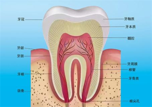 牙齿结构有哪些