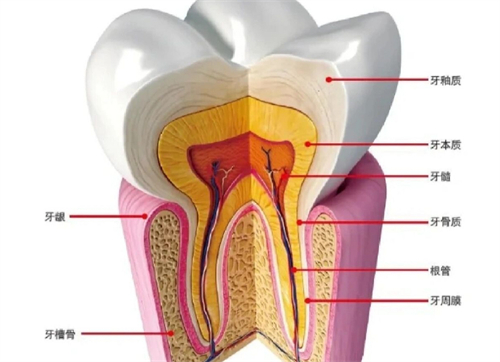 牙齿疼是什么造成的