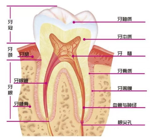 牙齿结构展示图