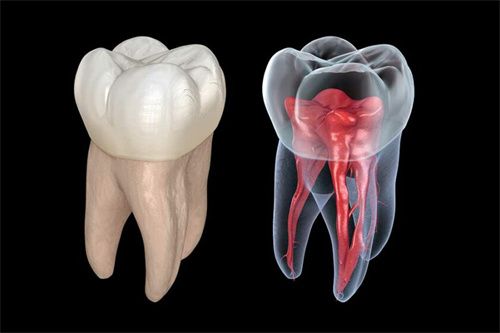 牙齿和牙齿内部结构图