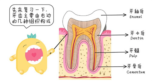 牙齿结构