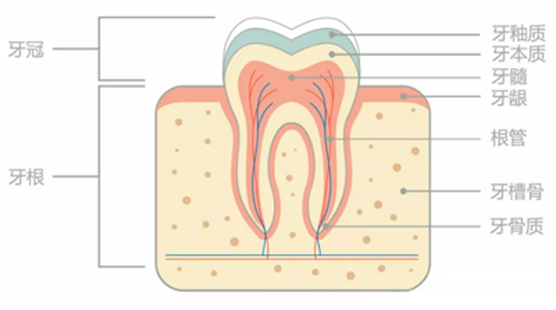 牙齿结构示意图