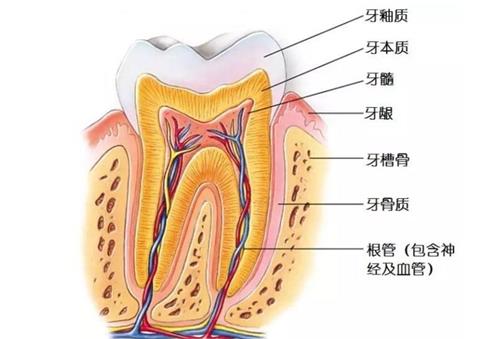 牙神经的示意图.jpg