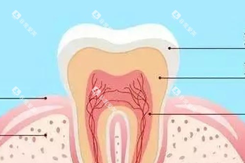 牙齿结构示意图
