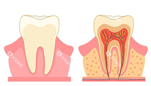 牙齿构造 牙齿构造
