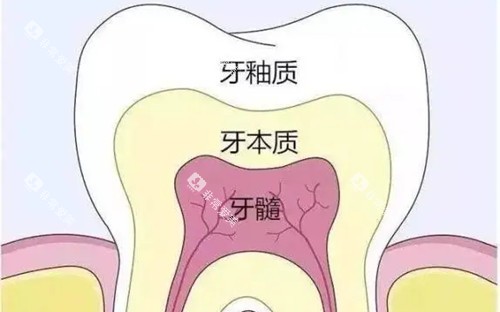 牙齿不同层次卡通示意图